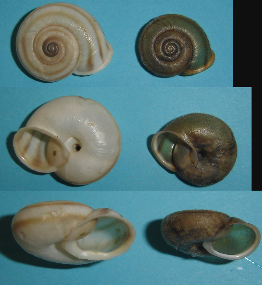 Chilostoma (Faustina) lefeburianum (Férussac, 1822)